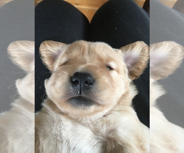 Medium Photo #1 Golden Retriever Puppy For Sale in NUNN, CO, USA