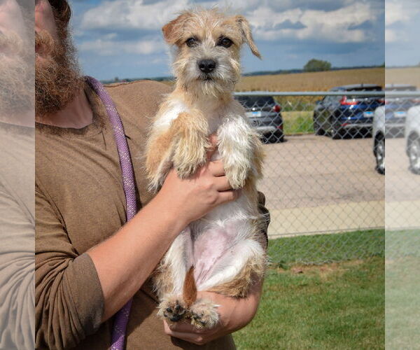 Medium Photo #5 Mutt Puppy For Sale in Huntley, IL, USA
