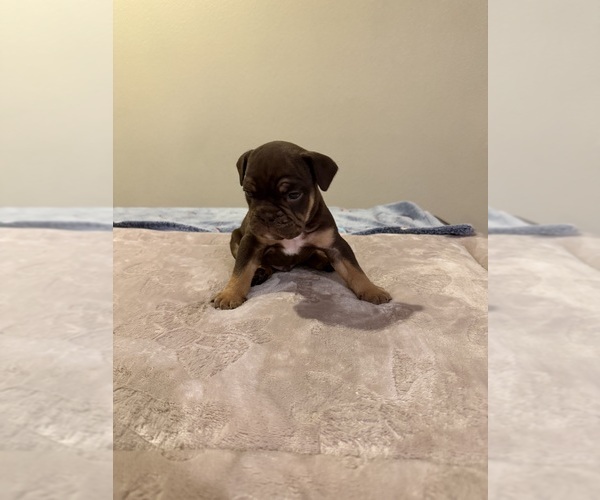 Medium Photo #13 Bulldog Puppy For Sale in LAS VEGAS, NV, USA