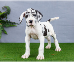 Small #5 Great Dane