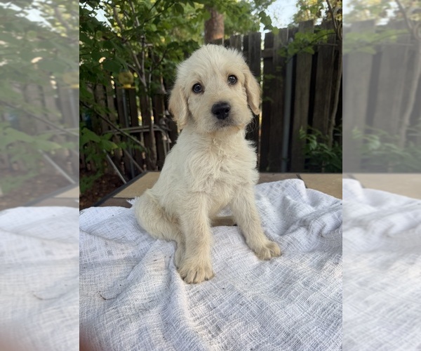 Medium Photo #1 Labradoodle Puppy For Sale in PEMBROKE, GA, USA