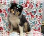 Small Photo #8 Collie Puppy For Sale in LAKELAND, FL, USA