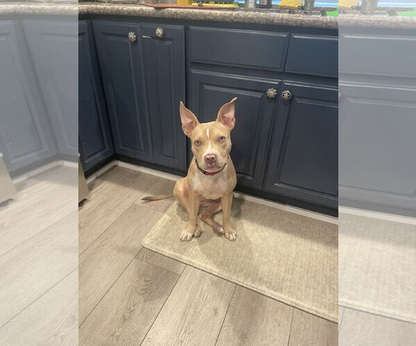 Medium Photo #1 American Pit Bull Terrier Puppy For Sale in Berkeley, CA, USA