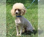 Small Photo #1 Poodle (Toy) Puppy For Sale in CHANUTE, KS, USA
