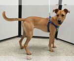 Small #1 Whippet Mix