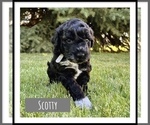 Small Photo #4 Portuguese Water Dog Puppy For Sale in RIGBY, ID, USA