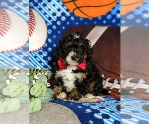 Miniature Bernedoodle Puppy for sale in OXFORD, PA, USA