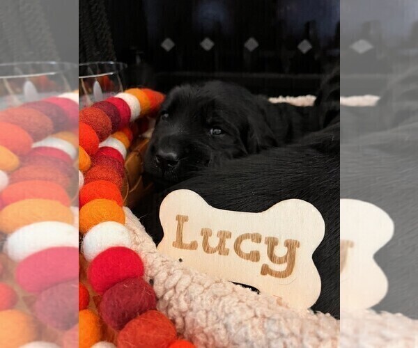 Medium Photo #3 Golden Labrador Puppy For Sale in PORT ORANGE, FL, USA