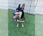 Small #1 Chihuahua Mix