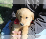 Small Photo #2 Golden Retriever Puppy For Sale in BIG BEND, CO, USA