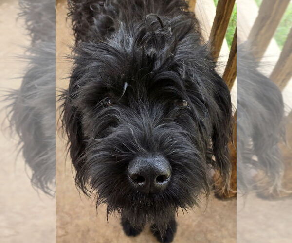 Medium Photo #4 Poodle (Standard)-Unknown Mix Puppy For Sale in San Antonio, TX, USA