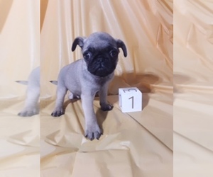 Pug Puppy for sale in SCOTTVILLE, MI, USA