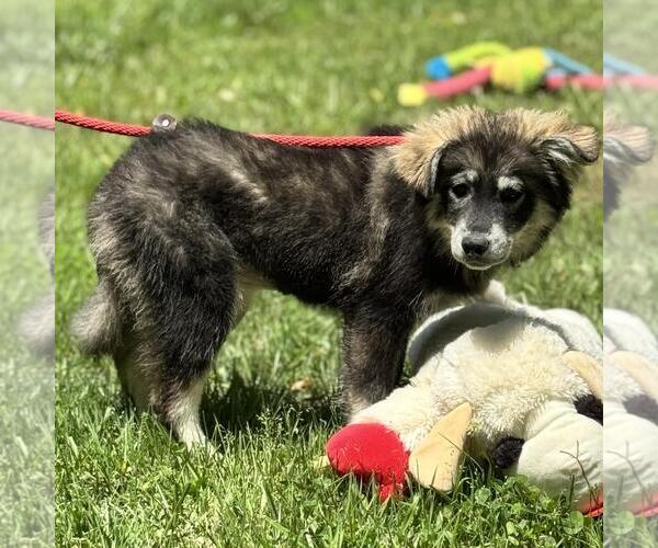 Medium Photo #2 Huskies -Unknown Mix Puppy For Sale in Yardley, PA, USA