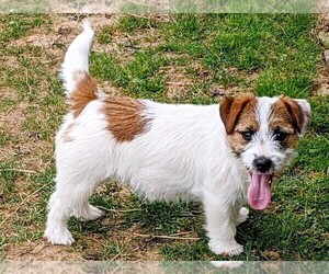 Mother of the Jack Russell Terrier puppies born on 10/21/2025