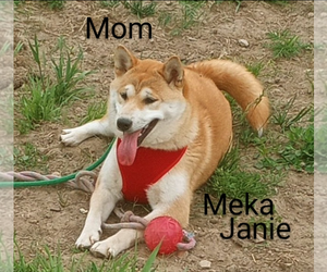 Mother of the Shiba Inu puppies born on 05/13/2025