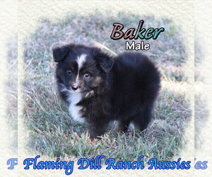 Miniature Australian Shepherd Puppy for sale in FORESTBURG, TX, USA