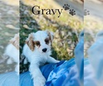Small Photo #11 Cavapoo Puppy For Sale in MURFREESBORO, TN, USA