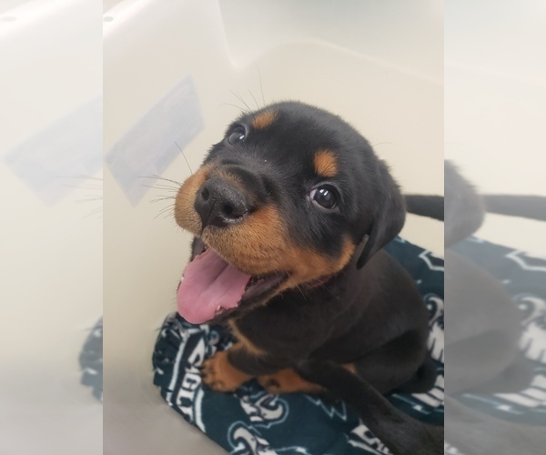Medium Photo #3 Rottweiler Puppy For Sale in STEUBENVILLE, OH, USA