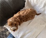 Small Photo #4 Cavapoo (Miniature) Puppy For Sale in THORP, WI, USA