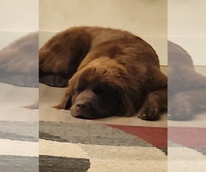 Mother of the Newfoundland puppies born on 05/10/2026