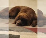 Small Photo #1 Newfoundland Puppy For Sale in MAPLE FALLS, WA, USA
