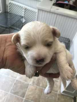 Medium Photo #1 Maltipoo Puppy For Sale in JASPER, GA, USA