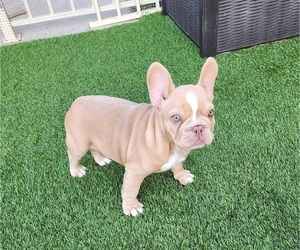 French Bulldog Puppy for sale in LAS VEGAS, NV, USA
