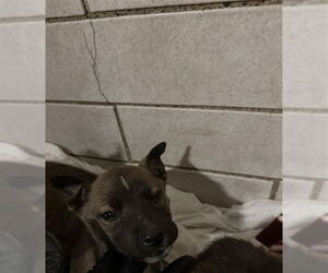 Gerberian Shepsky Dogs for adoption in Stockton, CA, USA