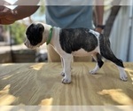 Puppy Socks American Bulldog