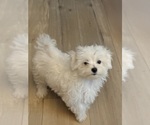 Small #11 Maltese