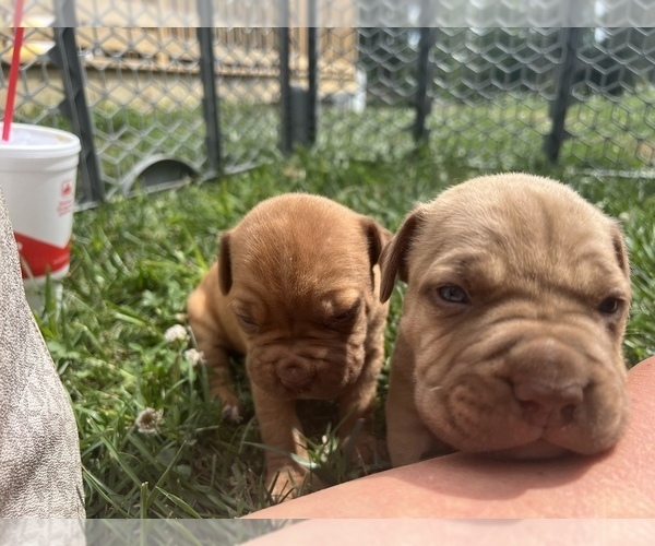 Medium Photo #4 Dogue de Bordeaux Puppy For Sale in BETHANY, MO, USA