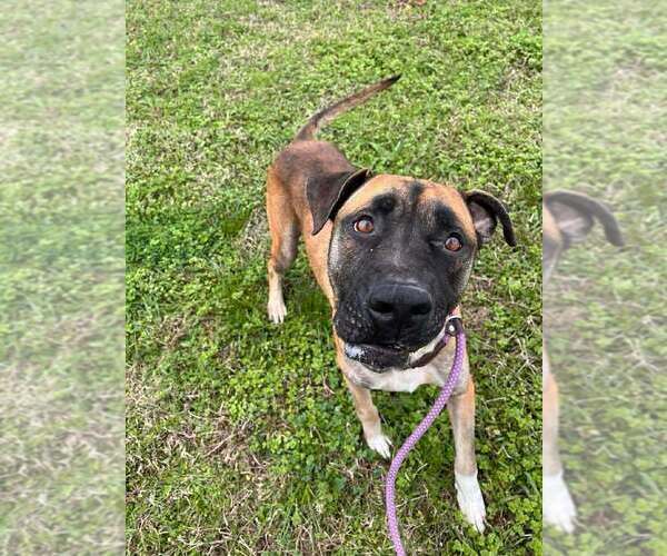 Medium Photo #2 Mutt Puppy For Sale in Abbeville, LA, USA