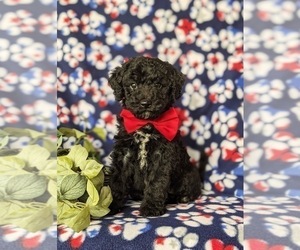 Poodle (Miniature)-Sheepadoodle Mix Puppy for sale in GLEN ROCK, PA, USA