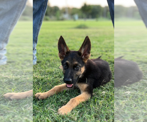 German Shepherd Dog Litter for sale in MOUNDS, OK, USA