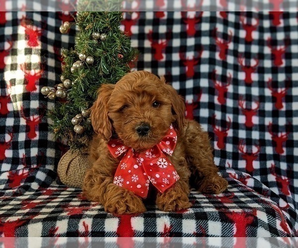 Medium Photo #4 Goldendoodle (Miniature) Puppy For Sale in KIRKWOOD, PA, USA