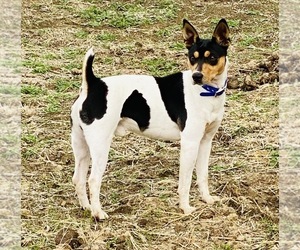 Father of the Rat Terrier puppies born on 10/25/2021