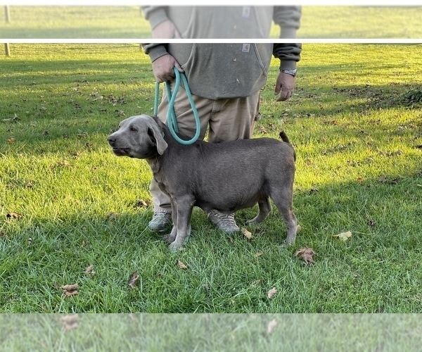 Medium Photo #1 Labrador Retriever Puppy For Sale in NEW OXFORD, PA, USA