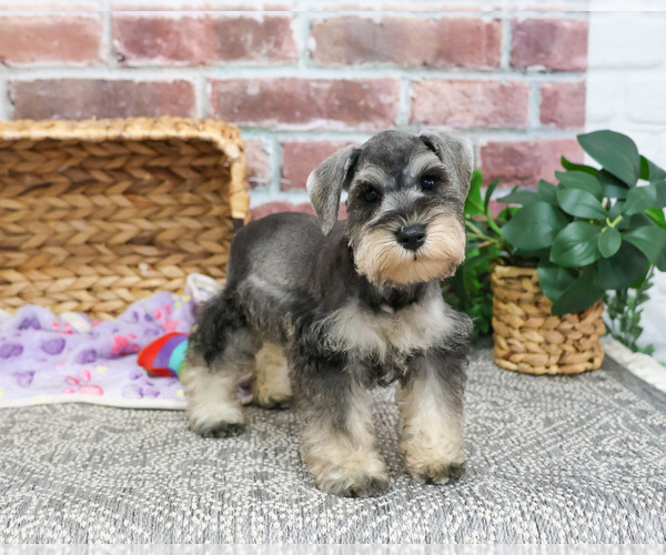 Medium Photo #12 Schnauzer (Miniature) Puppy For Sale in SYRACUSE, IN, USA