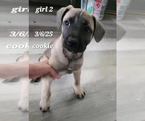 Mutt Dogs for adoption in Rootstown, OH, USA