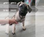 Small Mutt
