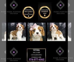 Cavalier King Charles Spaniel Puppy for sale in WARSAW, IN, USA