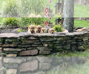 Golden Retriever Puppy for sale in WINFIELD, TN, USA