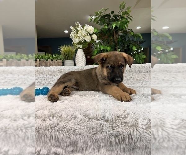 Medium Photo #5 German Shepherd Dog Puppy For Sale in GREENFIELD, IN, USA