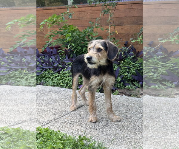 Medium Photo #18 Beagle-Unknown Mix Puppy For Sale in PIPE CREEK, TX, USA