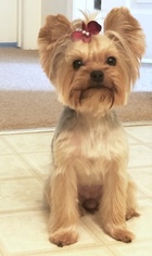 Yorkshire Terrier Puppy for sale in BAKERSFIELD, CA, USA