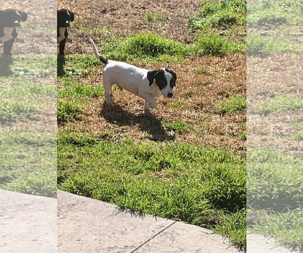 Medium Photo #3 Mutt Puppy For Sale in Mount Pleasant, SC, USA