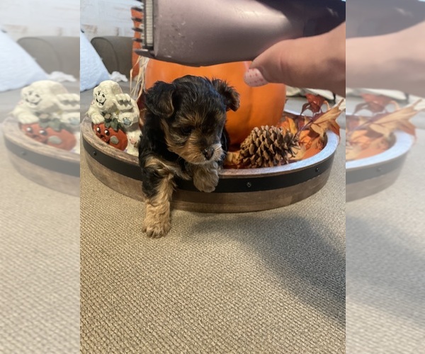 Medium Photo #5 YorkiePoo Puppy For Sale in CEDAR CITY, UT, USA