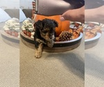 Small #4 YorkiePoo