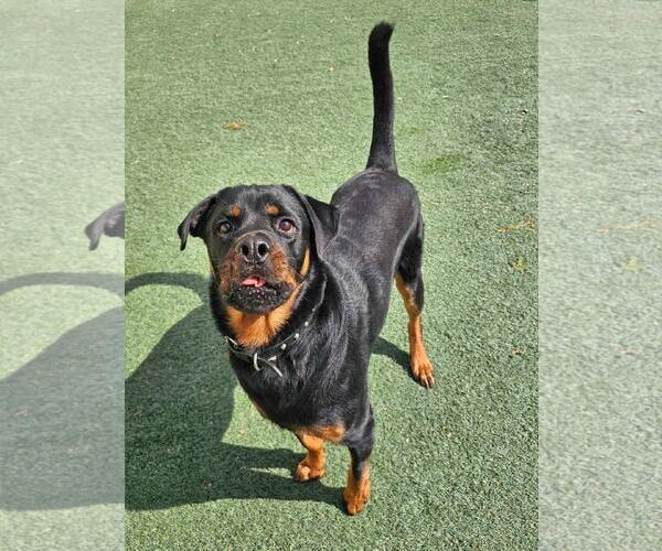 Medium Photo #3 Rottweiler-Unknown Mix Puppy For Sale in Rockwall, TX, USA