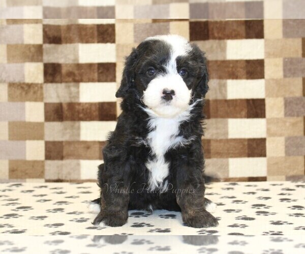 Medium Photo #3 Bernedoodle (Miniature) Puppy For Sale in DENVER, PA, USA
